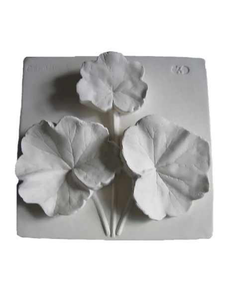 Feuille de géranium