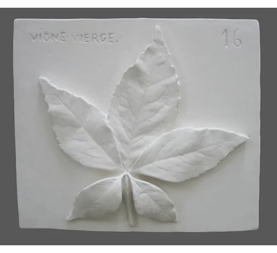 Hoja de enredadera de Virginia