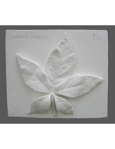 Feuille de vigne vierge Feuille de vigne vierge