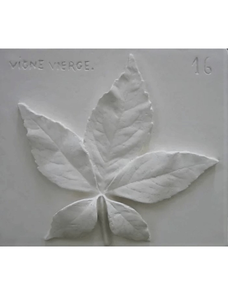 Virginia creeper leaf Virginia creeper leaf