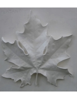 Plane tree leaf