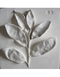 Fleur d'oranger