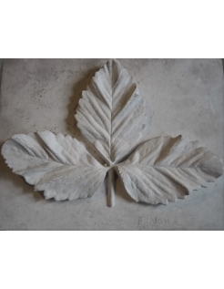 Strawberry leaf