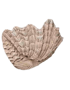 Tazón de fuente o concha en forma de almeja gigante