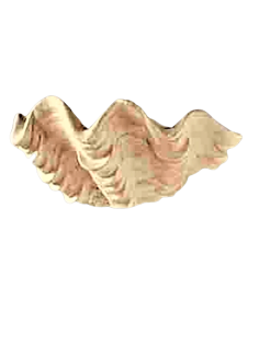 Giant clam shell vessel sink