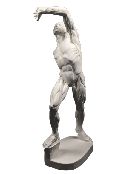 El  écorché combatiente por Jacques-Eugene Caudron