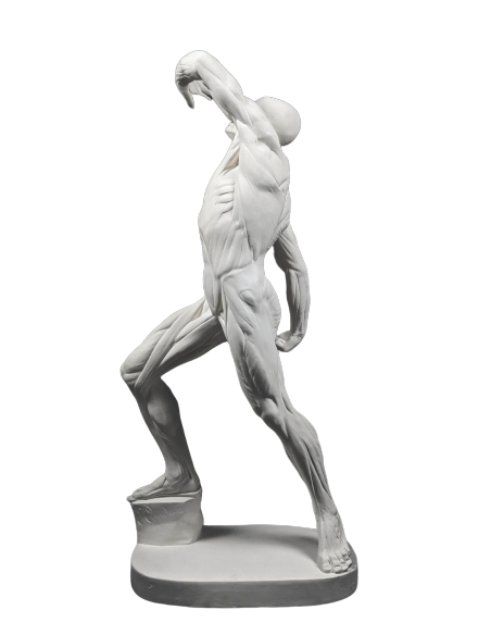 El  écorché combatiente por Jacques-Eugene Caudron