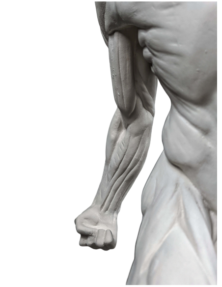 El  écorché combatiente por Jacques-Eugene Caudron