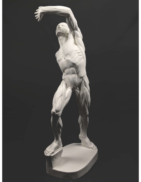 El  écorché combatiente por Jacques-Eugene Caudron