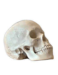 Cráneo moldeado a partir de un auténtico cráneo humano