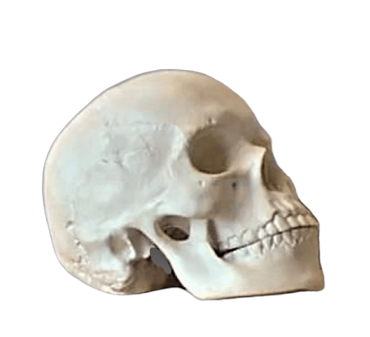 Cráneo moldeado a partir de un auténtico cráneo humano