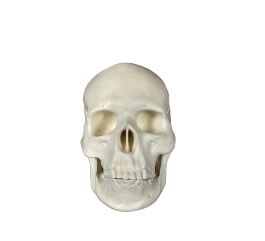 Skull moulded from an authentic human skull