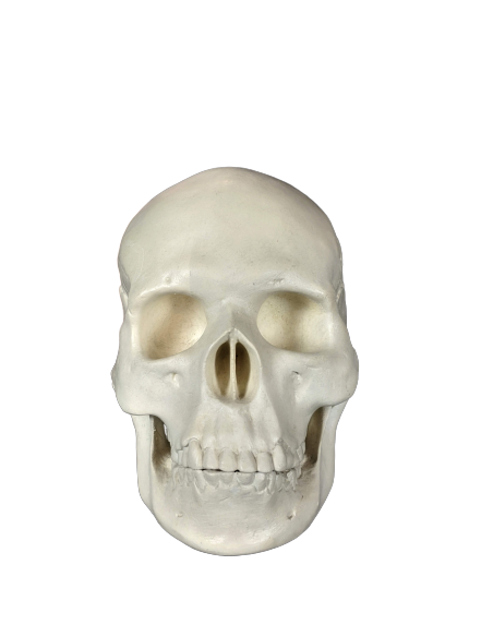 Skull moulded from an authentic human skull