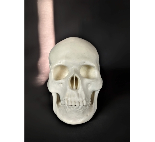 Skull moulded from an authentic human skull