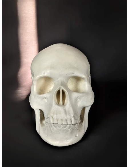Skull moulded from an authentic human skull