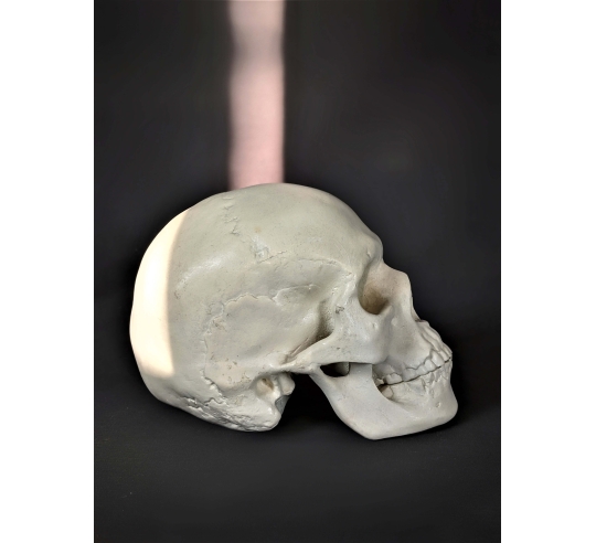 Cráneo moldeado a partir de un auténtico cráneo humano