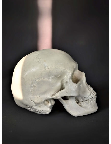 Skull moulded from an authentic human skull