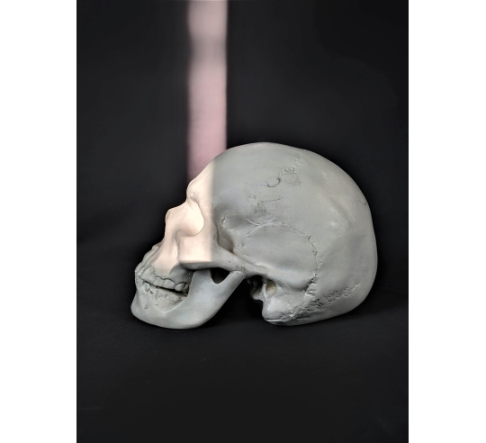 Cráneo moldeado a partir de un auténtico cráneo humano