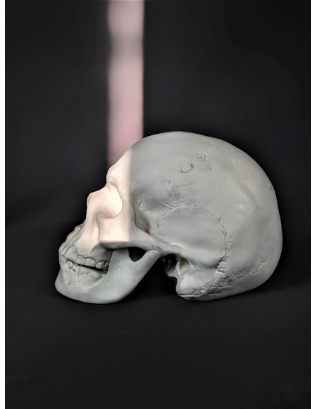 Skull moulded from an authentic human skull