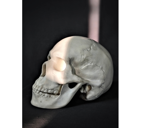Cráneo moldeado a partir de un auténtico cráneo humano