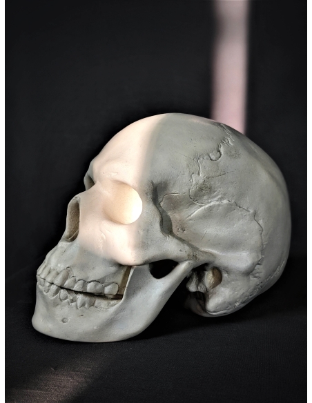Skull moulded from an authentic human skull