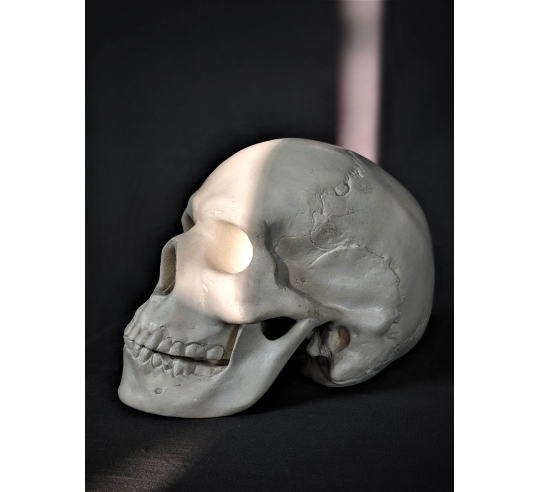 Cráneo moldeado a partir de un auténtico cráneo humano