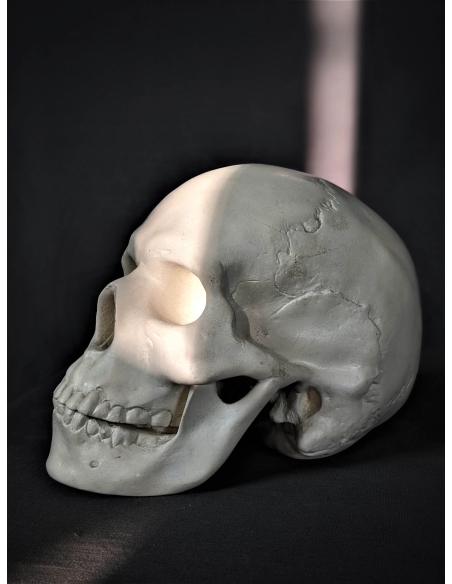 Skull moulded from an authentic human skull