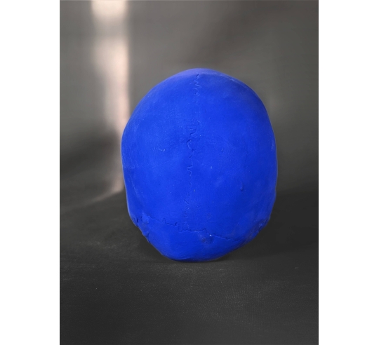 Cráneo moldeado a partir de un auténtico cráneo humano