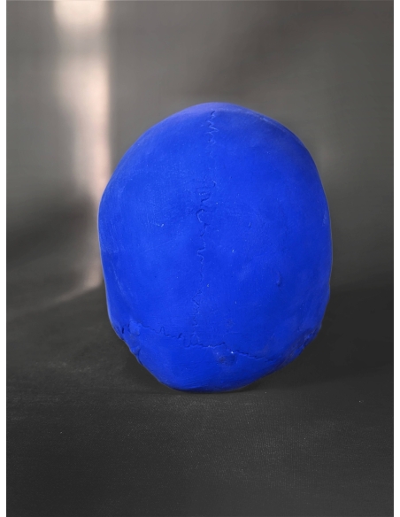 Cráneo moldeado a partir de un auténtico cráneo humano