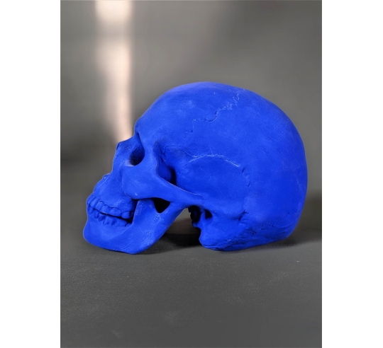 Skull moulded from an authentic human skull