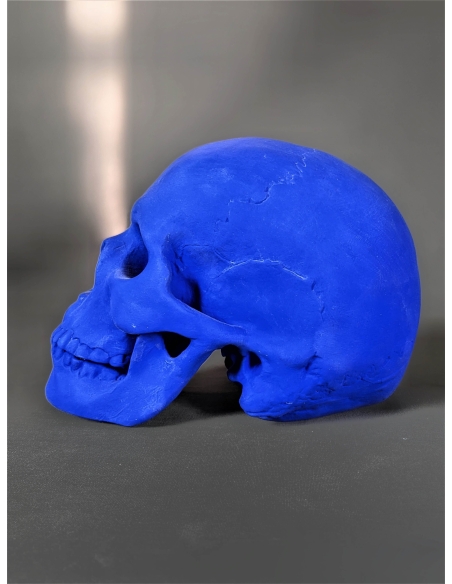 Skull moulded from an authentic human skull