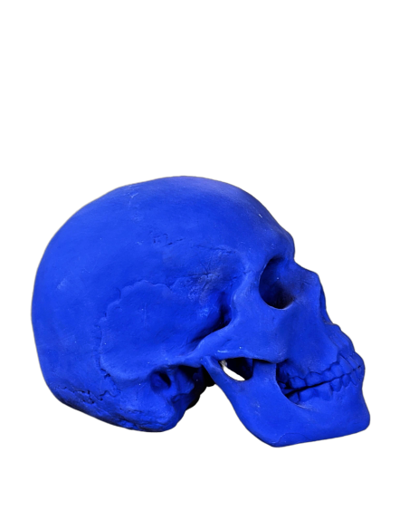 Skull moulded from an authentic human skull