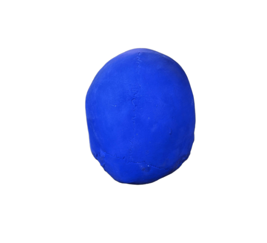 Cráneo moldeado a partir de un auténtico cráneo humano