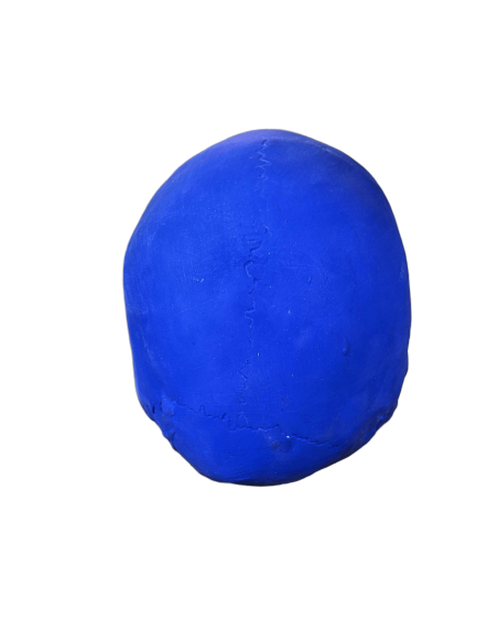 Skull moulded from an authentic human skull