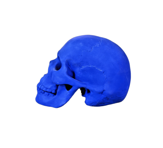 Cráneo moldeado a partir de un auténtico cráneo humano