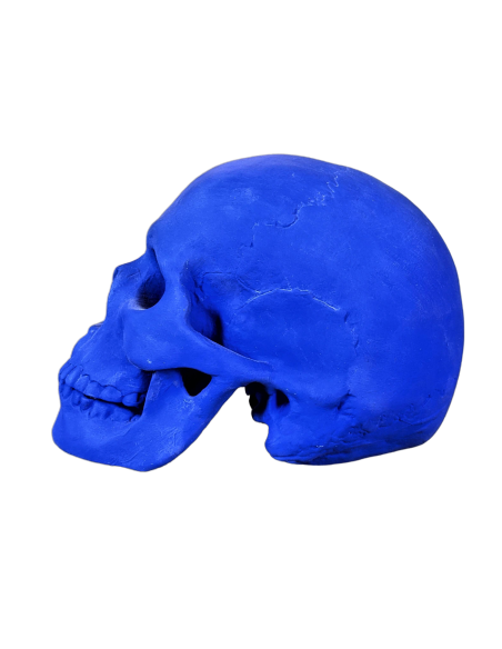 Skull moulded from an authentic human skull