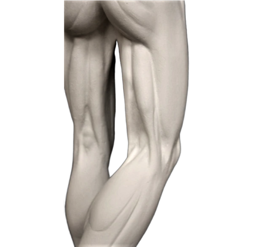 L'écorché marchant par Jean-Antoine Houdon