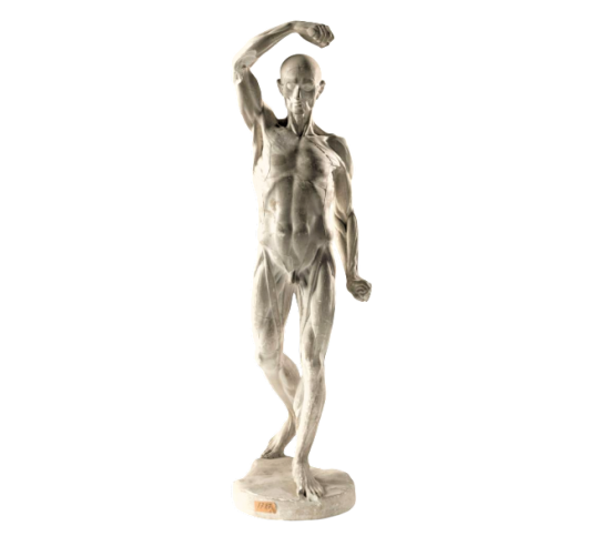 L'écorché marchant par Jean-Antoine Houdon