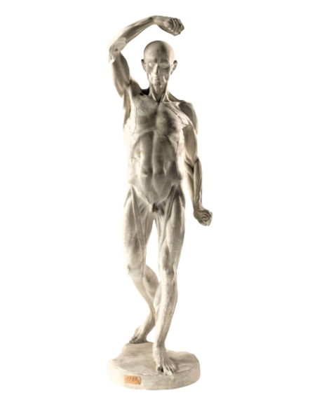 L'écorché marchant por Jean-Antoine Houdon