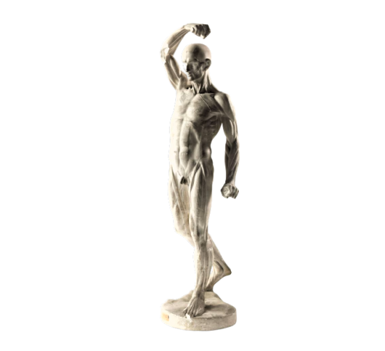 L'écorché marchant por Jean-Antoine Houdon