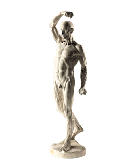 L'écorché marchant by Jean-Antoine Houdon