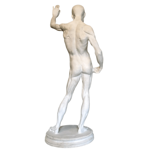 L'écorché by Riccardi