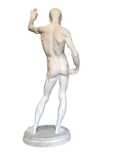 L'écorché by Riccardi