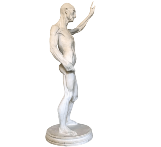 L'écorché by Riccardi