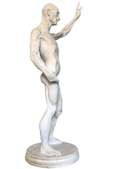 L'écorché by Riccardi