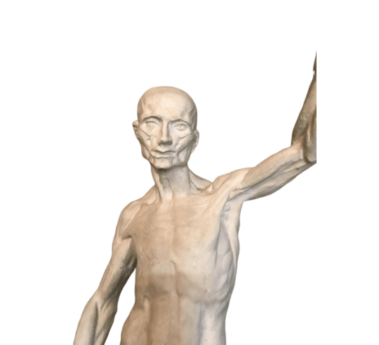 L'écorché by Riccardi