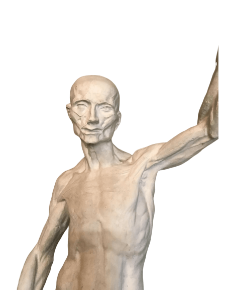 L'écorché by Riccardi