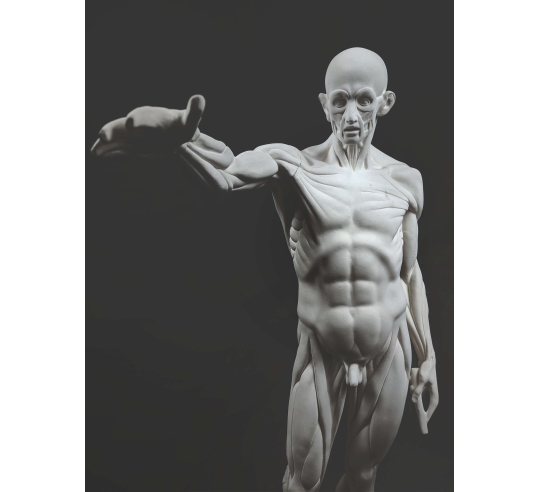 L'Écorché, bras droit tendu devant por Jean-Antoine Houdon