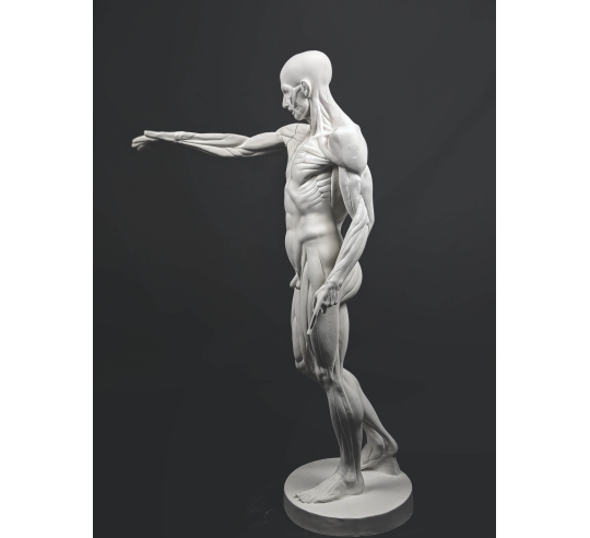 L'Écorché, bras droit tendu devant por Jean-Antoine Houdon