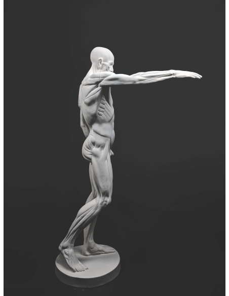 L'Écorché, bras droit tendu devant por Jean-Antoine Houdon